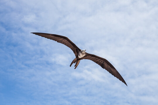 Frigatebird