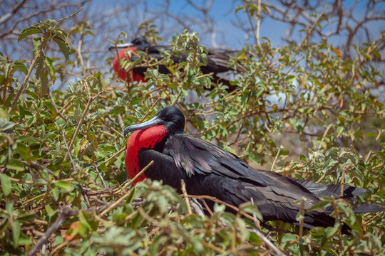 Frigatebird