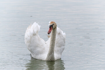 Fototapeta premium Swan in the wild