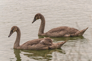 Two swans on the lake