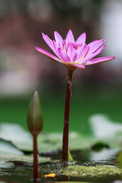 lotus of India