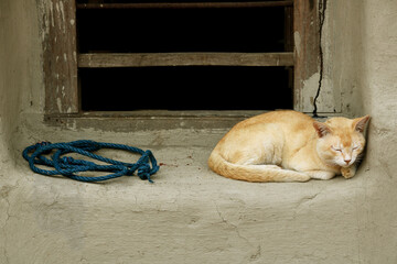 Fototapeta premium Image of a Cat from my village home