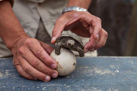 Baby Tortoise