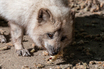 Naklejka premium Polarfuchs