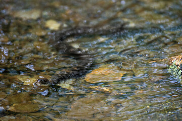 Snake in water