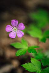 Purple flower