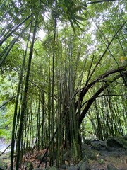 Forêt de bambous à Tahiti, Polynésie française