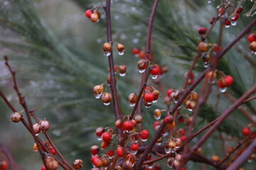 red berries on a branch