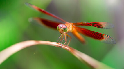 macro photo of an elegant multicolored dragonfly about to fly away from a leaf, in the tropical rainforest of Thailand. Fragile and gracious insect with wings wide open, odonata family