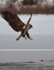 eagle in flight