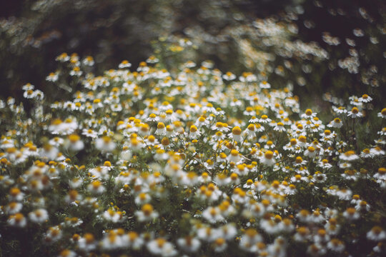 Macro shoot of yellow plants and flowers inside the forest.