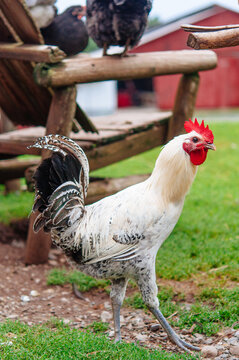 white rooster in a barnyard struts his stuff