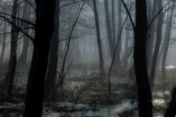 Ciemny mroczny las o świcie - ponury widok, klimat grozy - obrazy, fototapety, plakaty