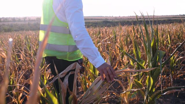 agronomist disappointed by the corn drought