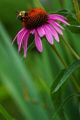 bee on a flower