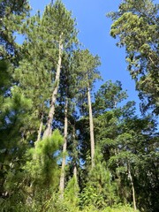 Fototapeta premium Forêt à Tahiti, Polynésie française