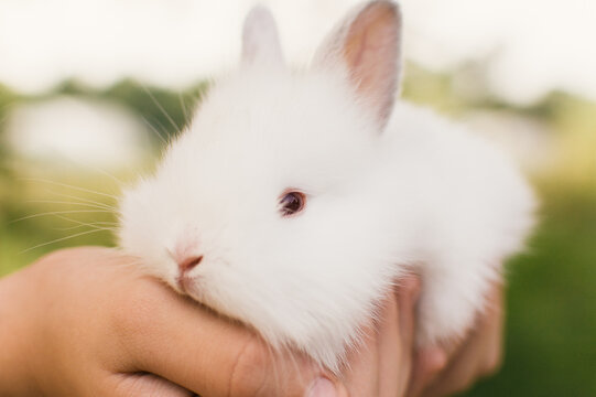 child holding fluffy white baby bunny