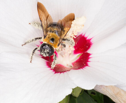 Bumblebee pollen spheres clinging to its body