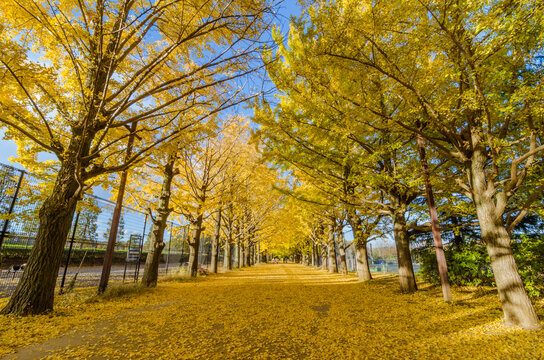Yellow Autumn Tree Lane
