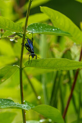 Wasp on plant