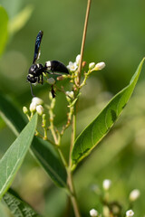 Wasp on plant