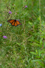 butterfly on the grass