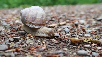 Schnecke