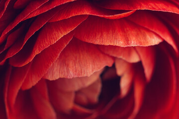 Macro of red ranunculus flower petals