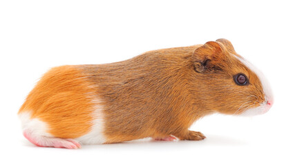 Guinea pig isolated.