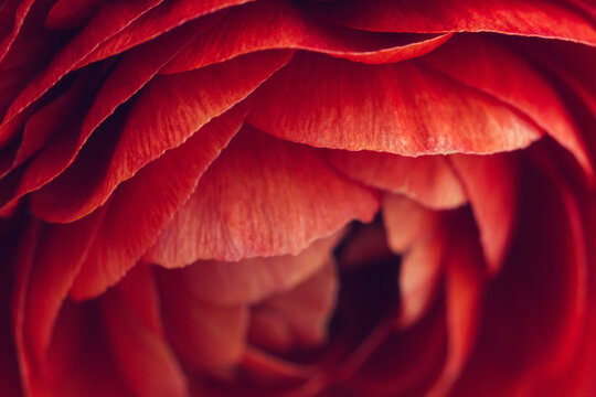 Macro of red ranunculus flower petals