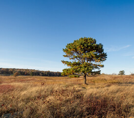 Fototapeta premium lonely tree in shenandoah park meadow