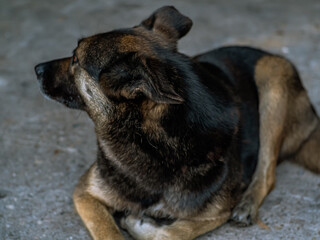 Dog - sad, lying on the asphalt road during the day, brown and orange coloring