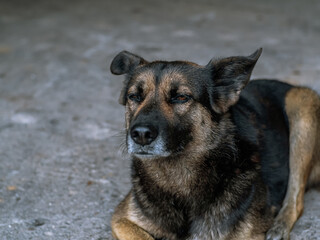 Dog - sad, lying on the gray asphalt road during the day, brown and orange coloring, mem