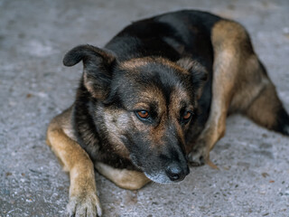 Dog - sad, lying on the asphalt road during the day, brown and orange coloring