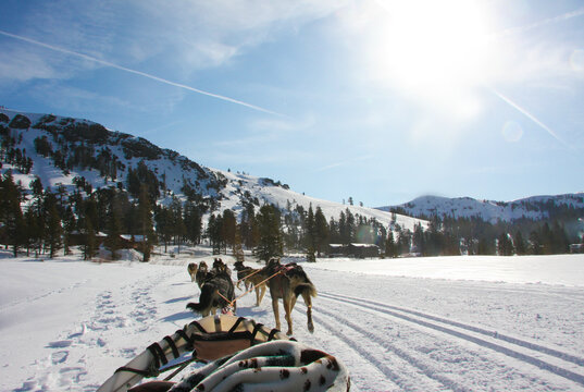 Sled dogs pulling people in the snow on a sunny day