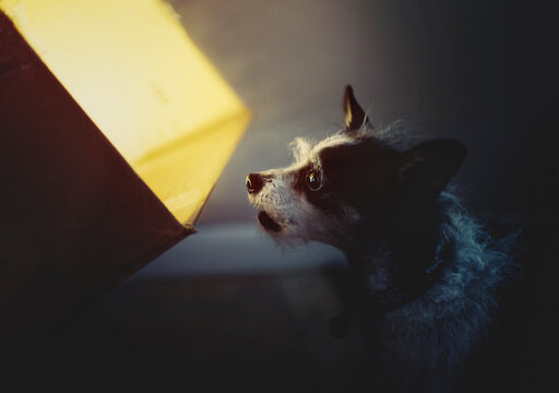 Surprised dog stares into a light-filled box
