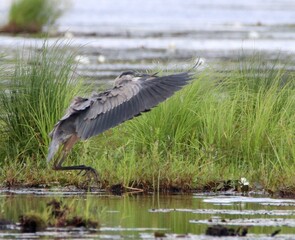 great blue heron