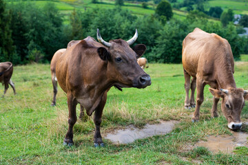Naklejka na ściany i meble In the mountains, cows graze on green grass, the milk from these cows will be tasty and useful for people because cows eat ecologically clean grass where there are no factories and cars