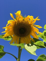 sunflower on blue sky