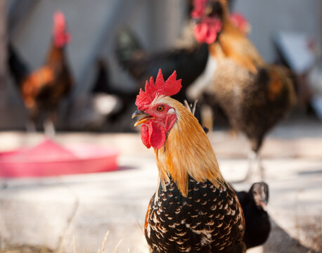 Colorful rooster.