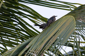 Pájaros