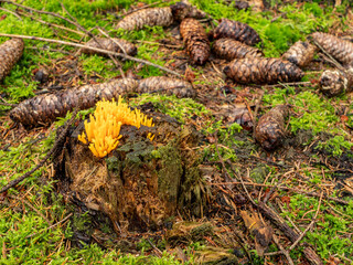 Ziegenbart RAMARIA AUREA Waldpilz am Baumstamm