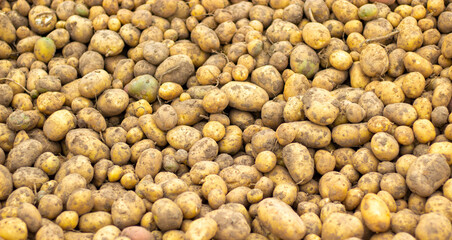 Close up view of a case of a fresh crop of potatoes. Potato background. Concept.