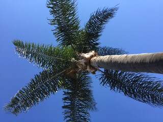 palm tree against blue sky