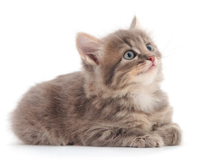 Little gray kitten lies.