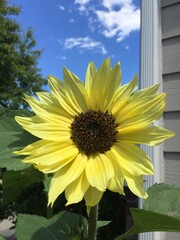 sunflower in the garden