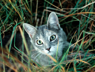 Hidden kitten