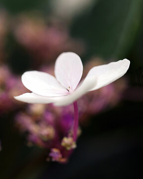 White and pink Hydrangea flower on the plant
