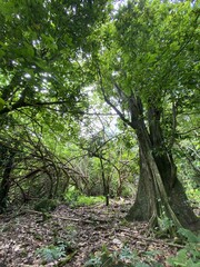 Jungle à Moorea, Polynésie française