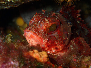 Portrait de rascasse rouge - Scorpaena notata